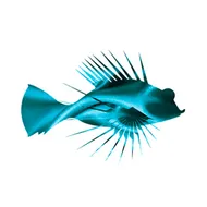 Dragonfish logotipo